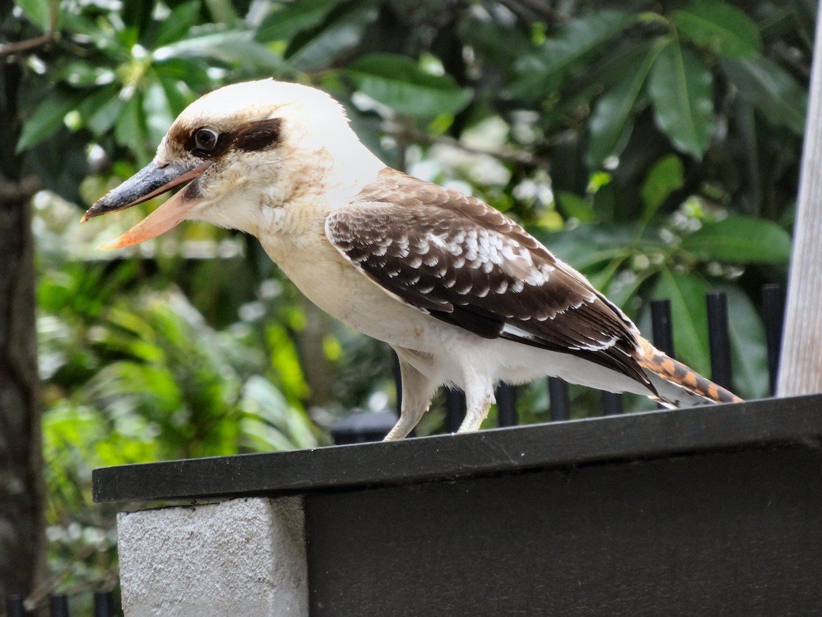 Laughing Kookaburra - ML97208371