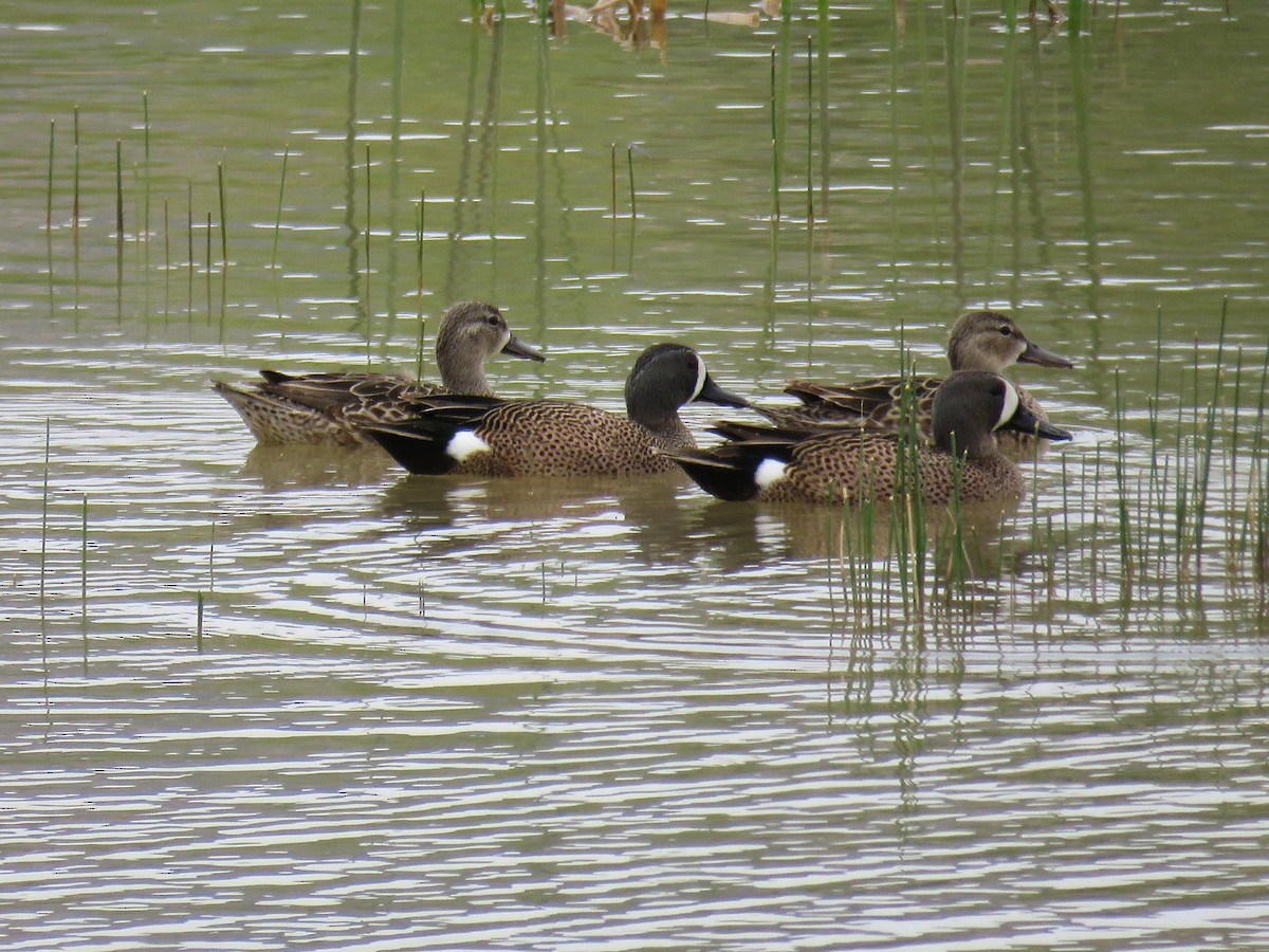 Blue-winged Teal - ML97209111