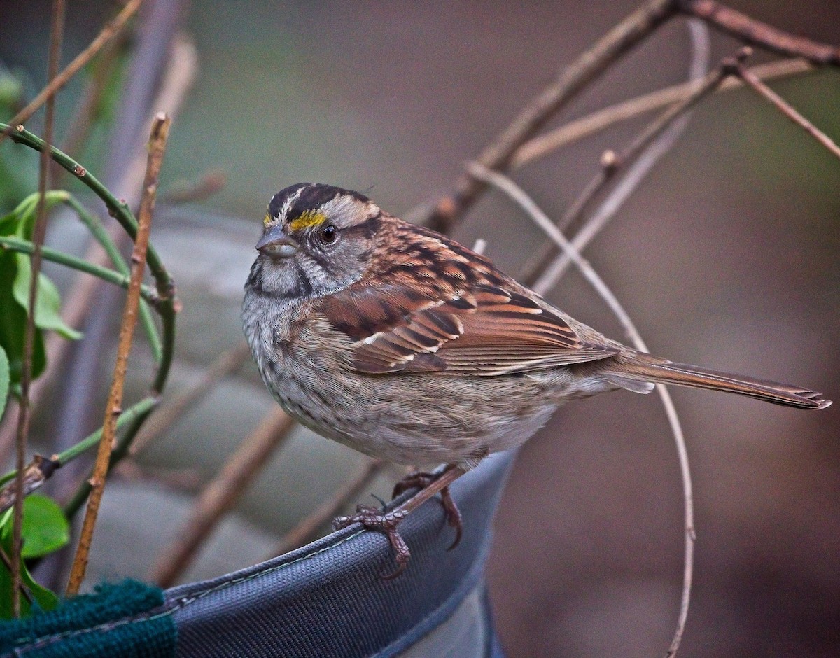 White-throated Sparrow - ML97209121