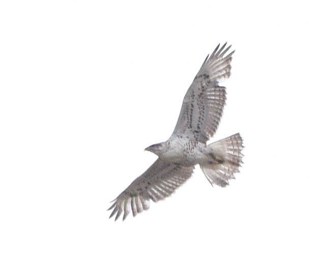 Королевский канюк - ML97209361