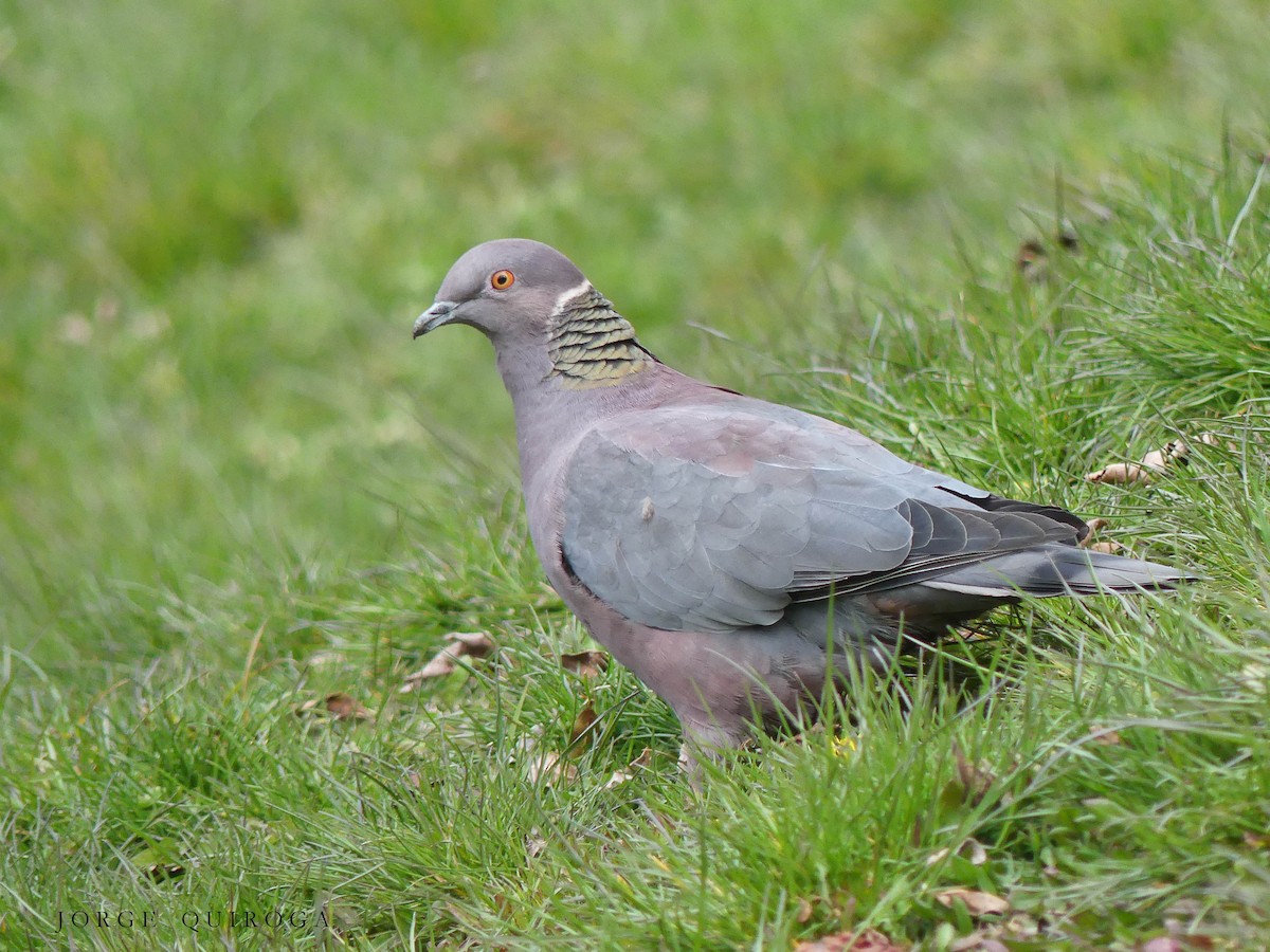 Chilean Pigeon - Jorge  Quiroga