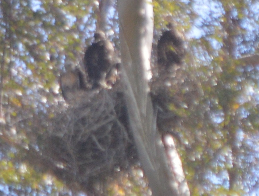 Red-tailed Hawk - John McCallister