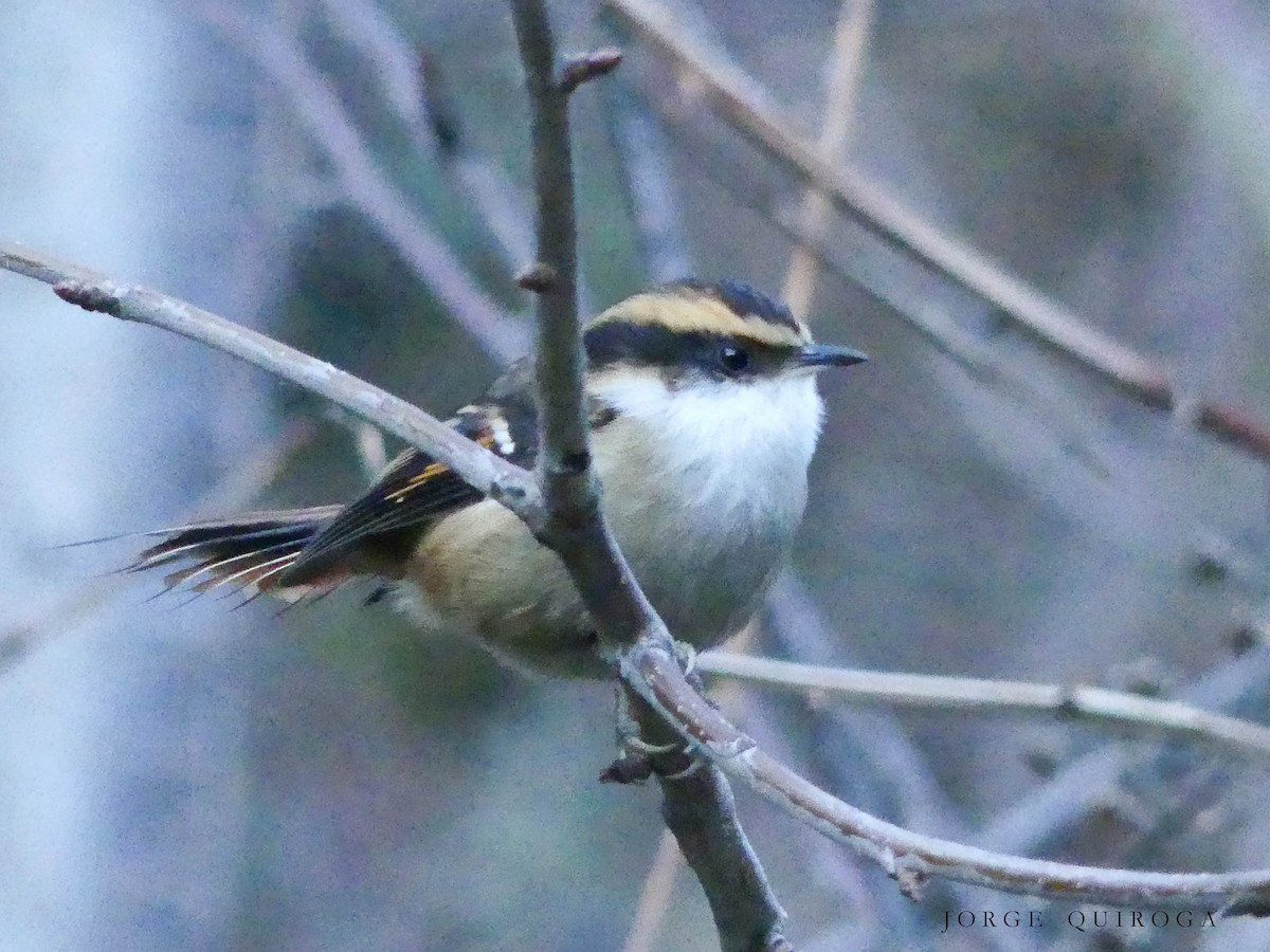 Thorn-tailed Rayadito - Jorge  Quiroga