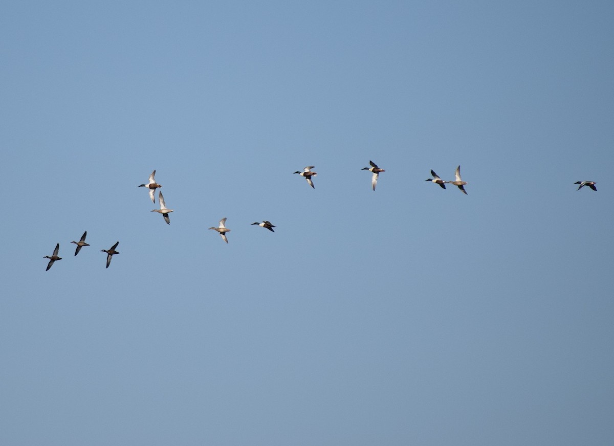 Northern Shoveler - ML97211991