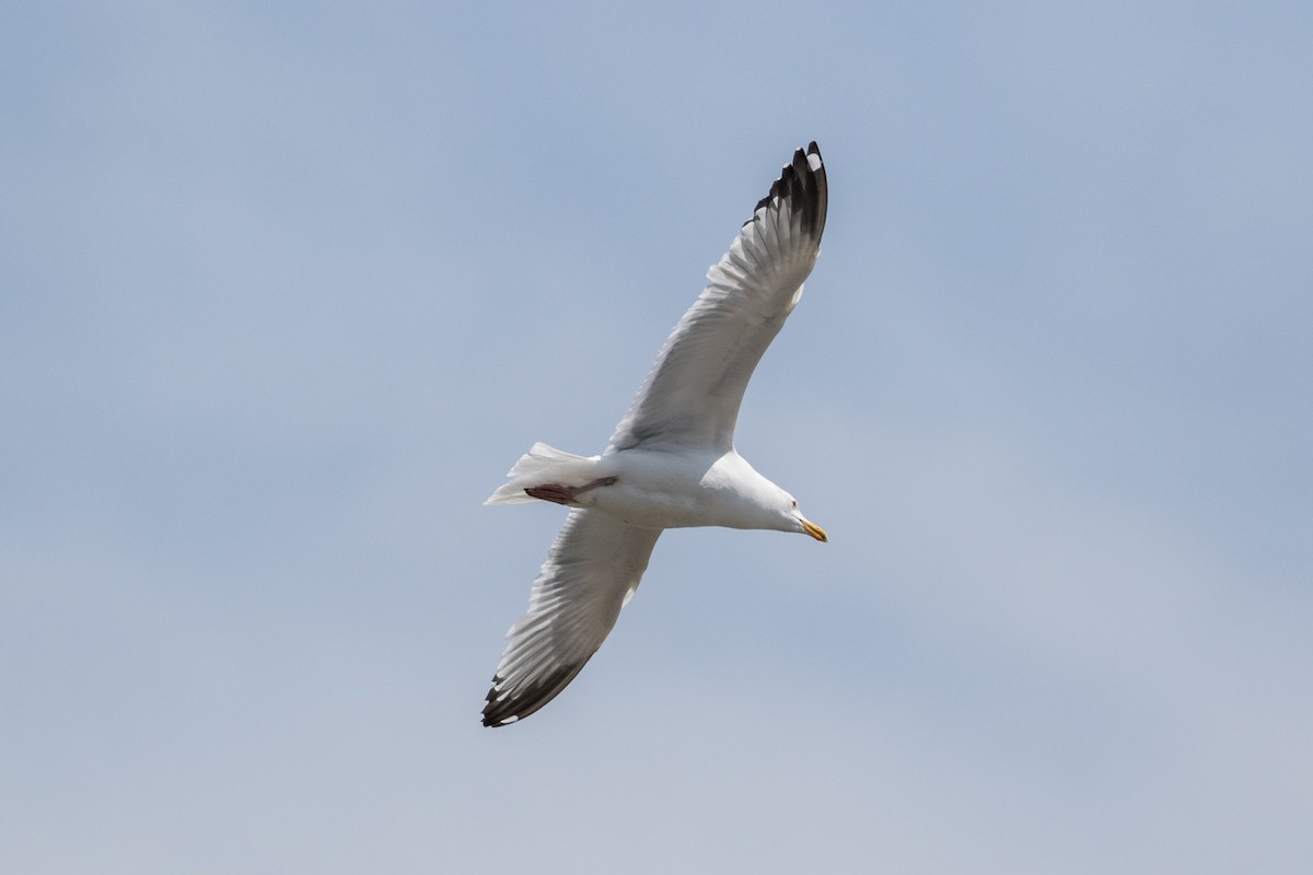 Herring Gull (American) - John Reynolds