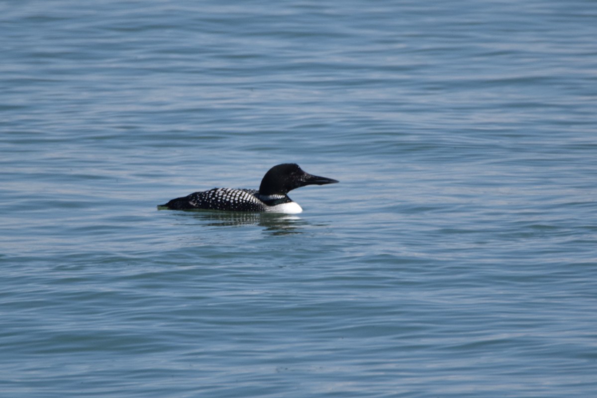 Common Loon - ML97213051