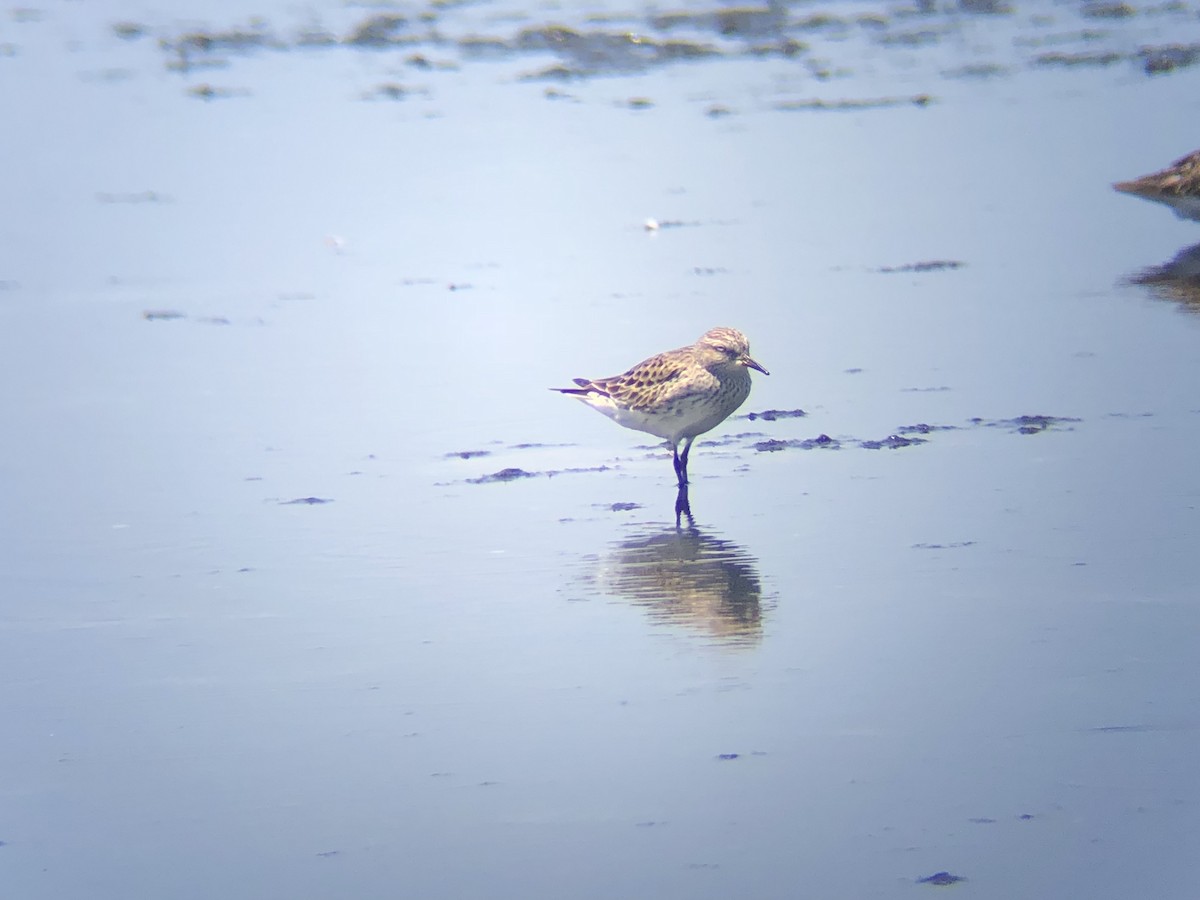 White-rumped Sandpiper - ML97219631