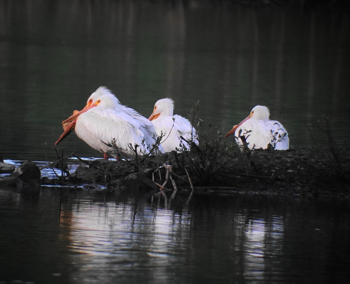 American White Pelican - ML97220401