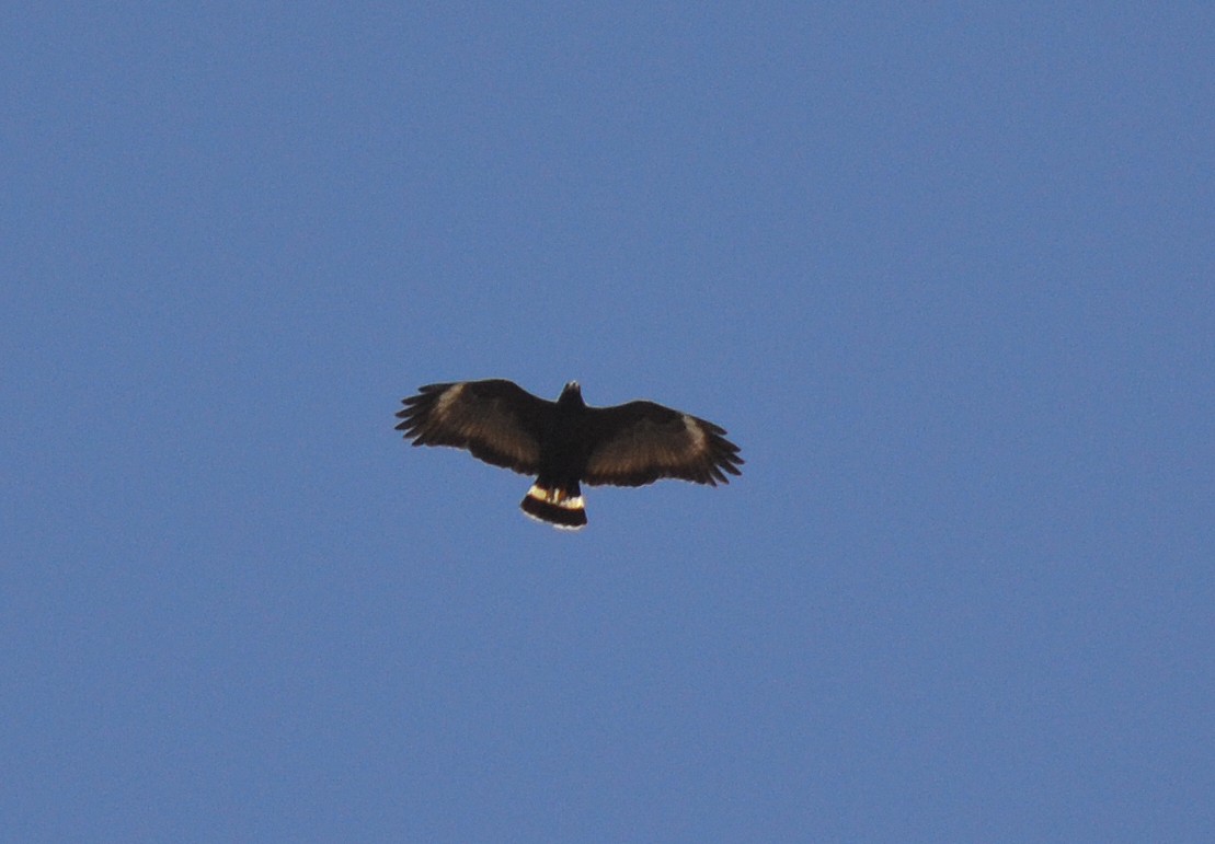 Common Black Hawk - ML97222061