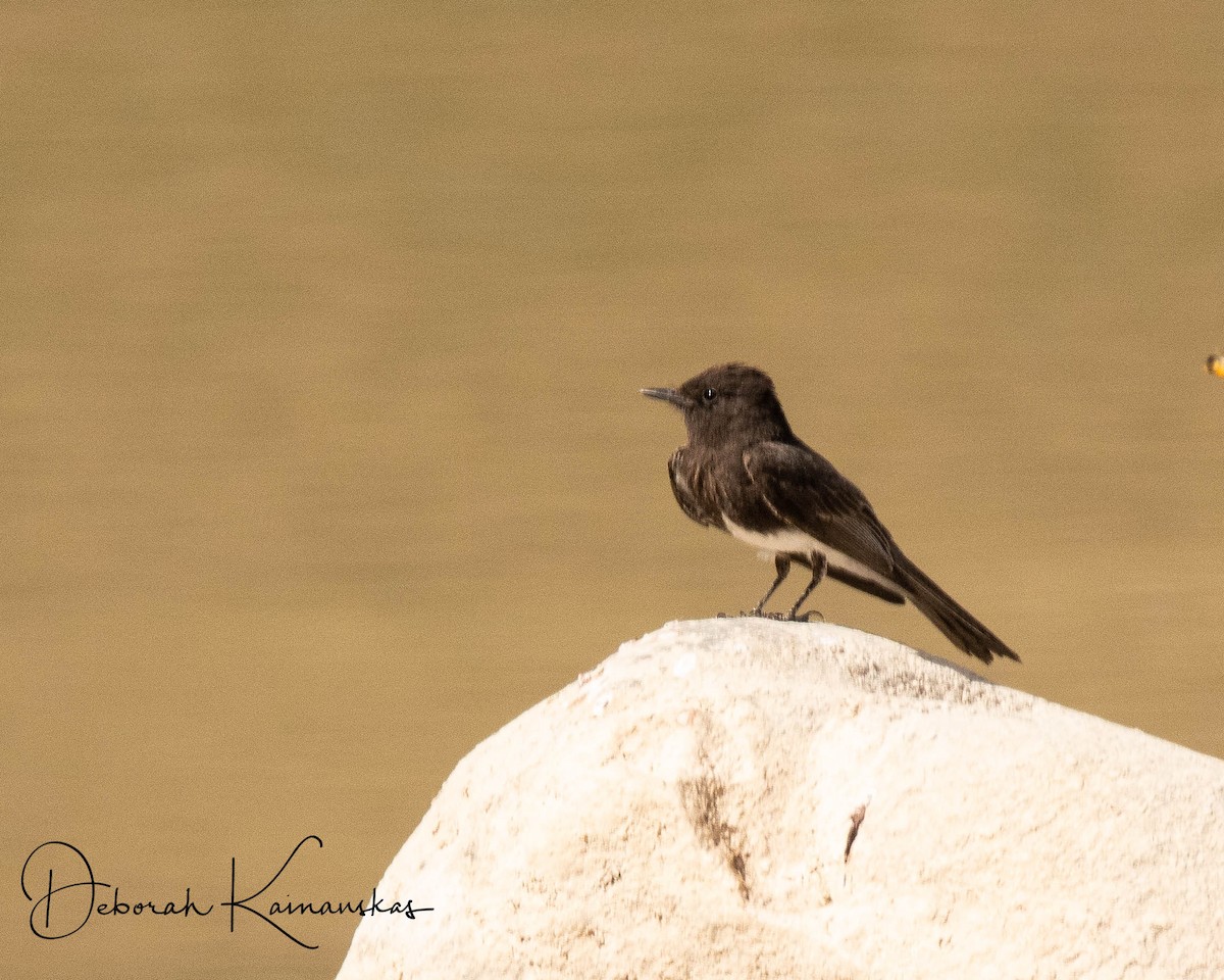 Black Phoebe - ML97225541