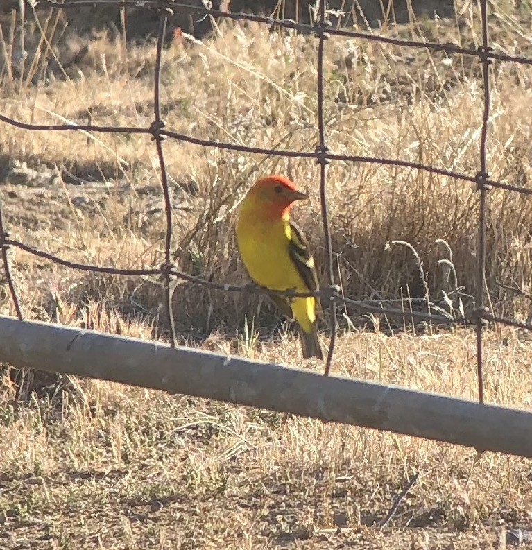 Western Tanager - ML97226661