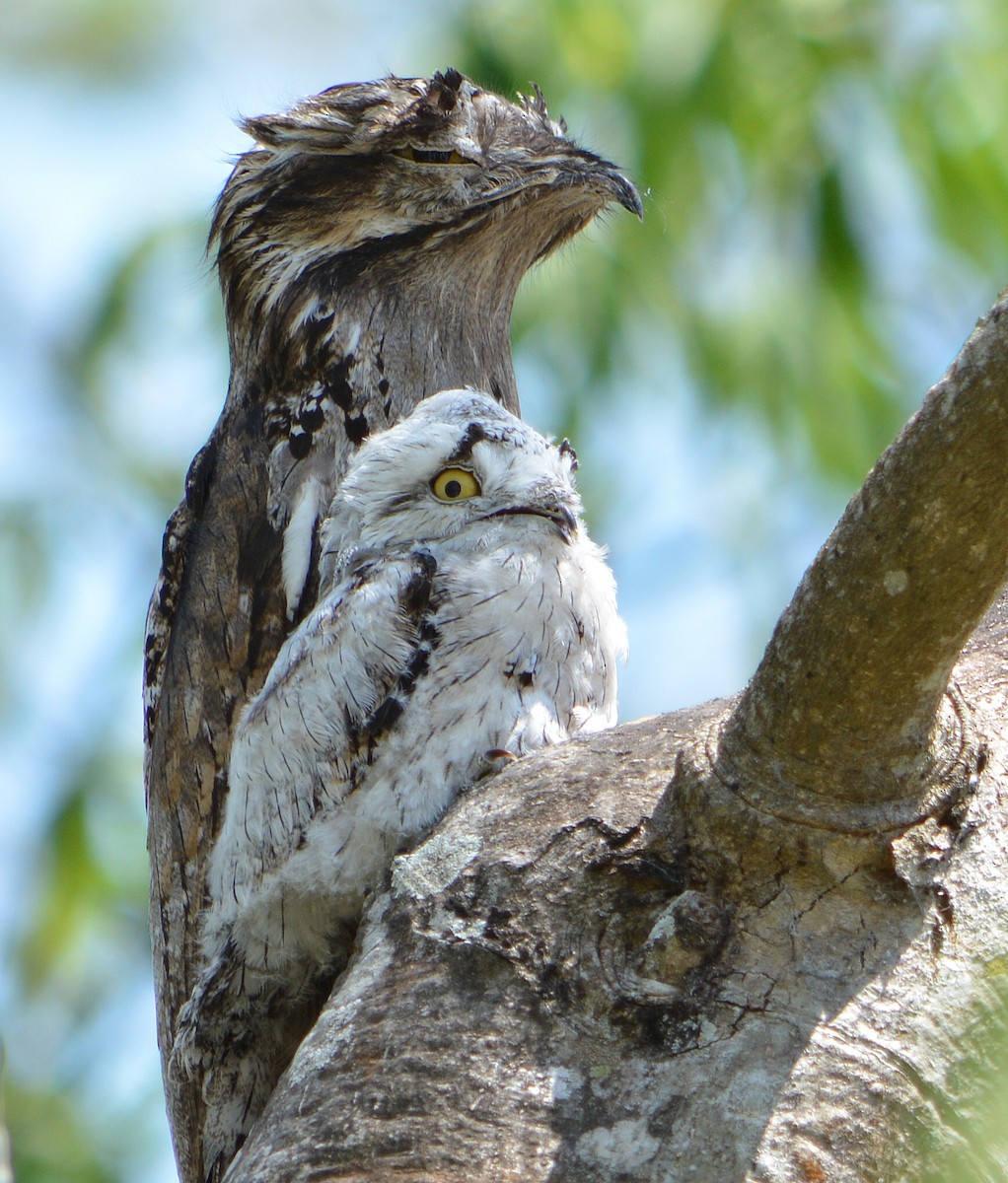 Northern Potoo - ML97227131