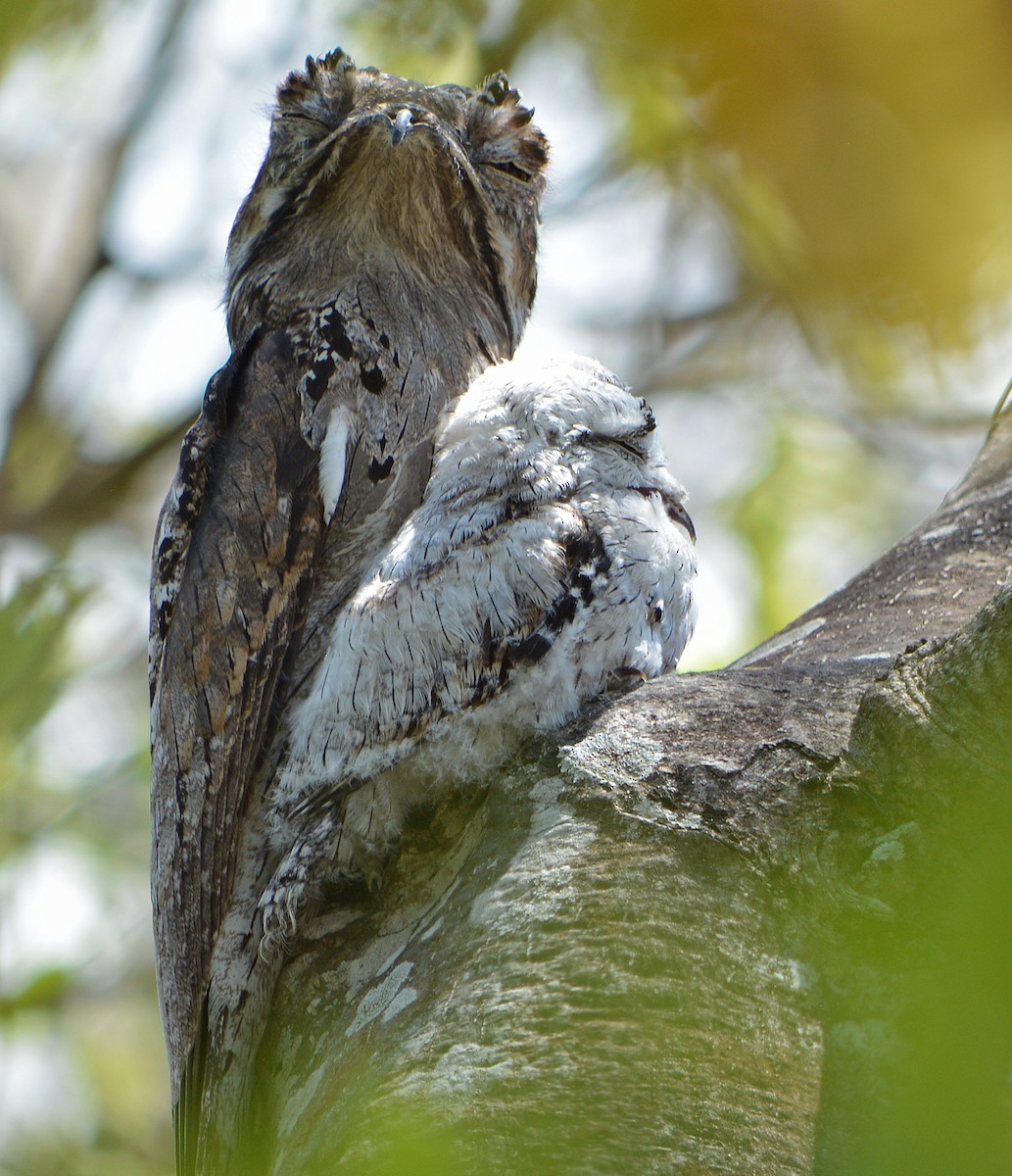 Northern Potoo - ML97227191