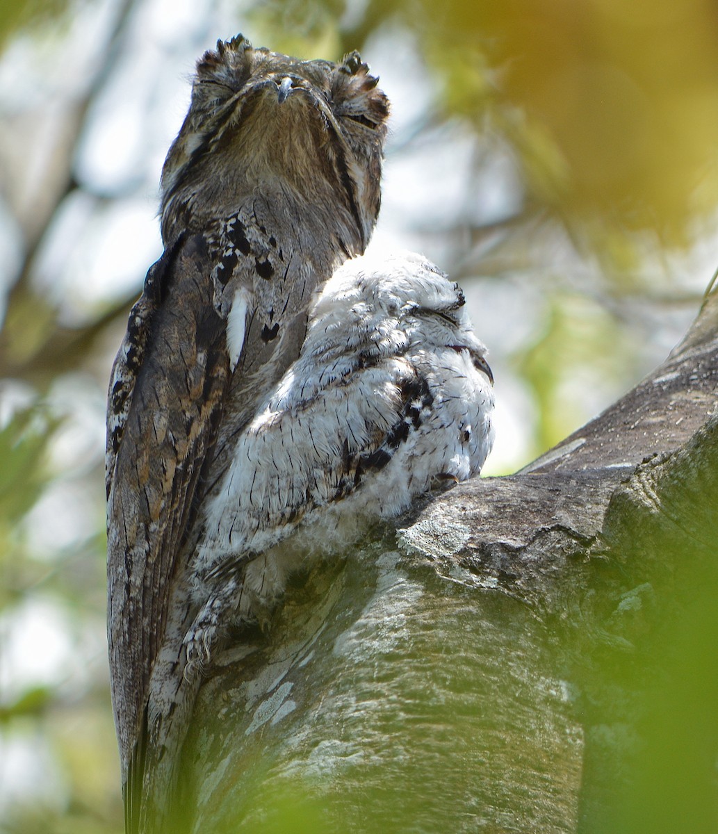 Northern Potoo - Jorge Dangel