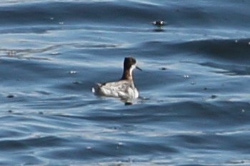 Red-necked Phalarope - ML97227341