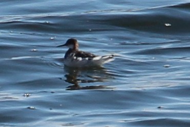 Red-necked Phalarope - ML97227371