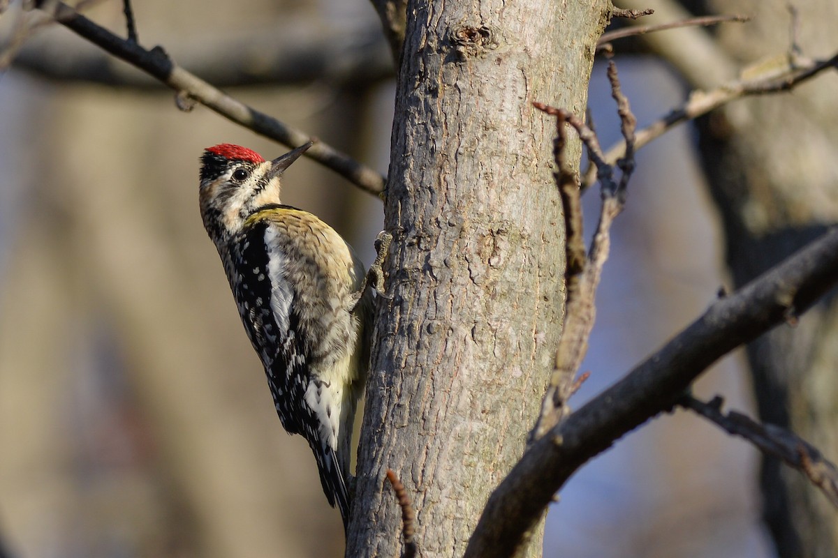 Yellow-bellied Sapsucker - ML97227421