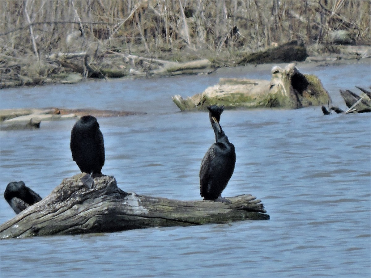 Double-crested Cormorant - ML97227891