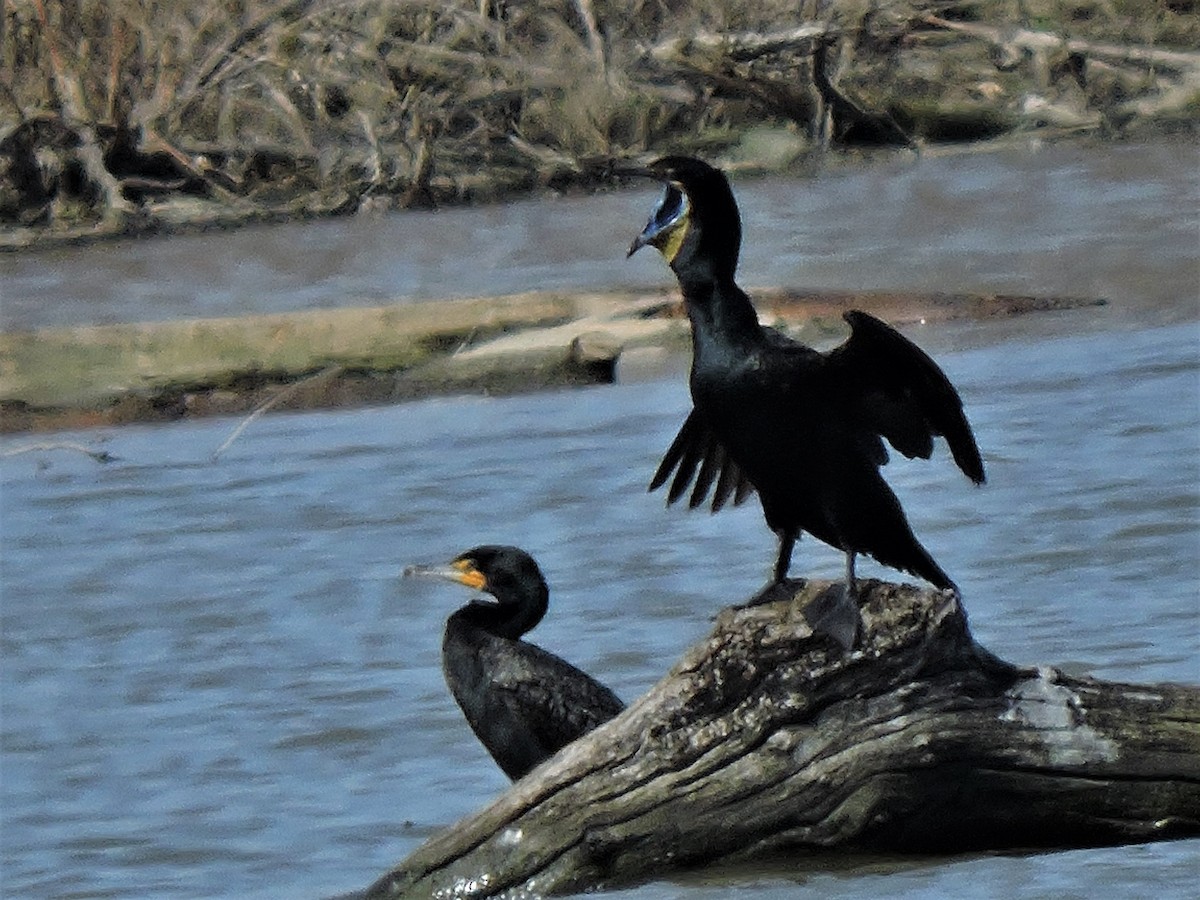 Double-crested Cormorant - ML97227901