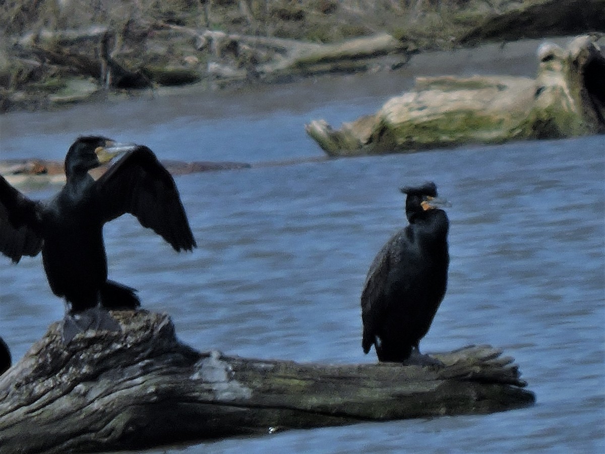 Double-crested Cormorant - ML97227941