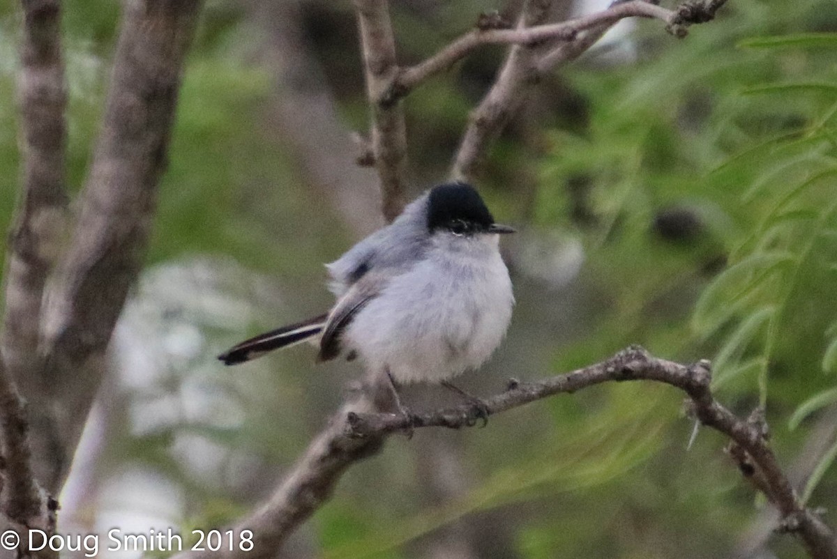 Black-tailed Gnatcatcher - Doug Smith