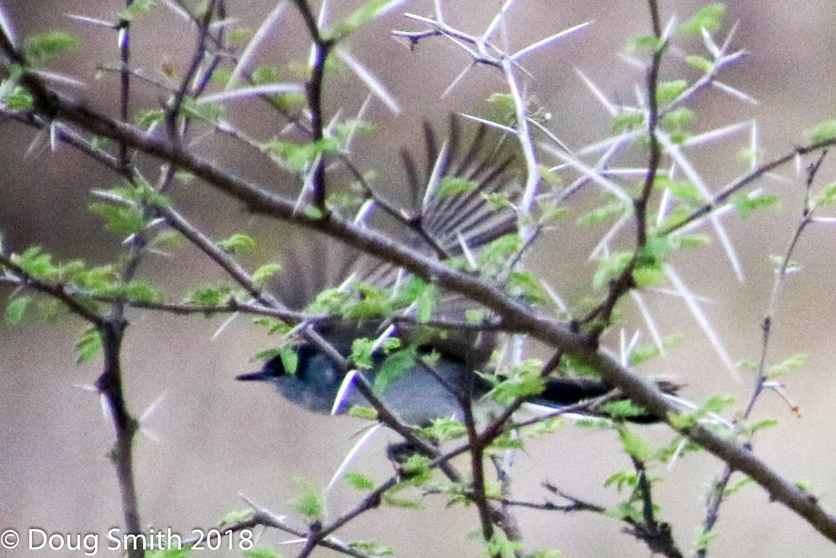 Black-tailed Gnatcatcher - ML97229351