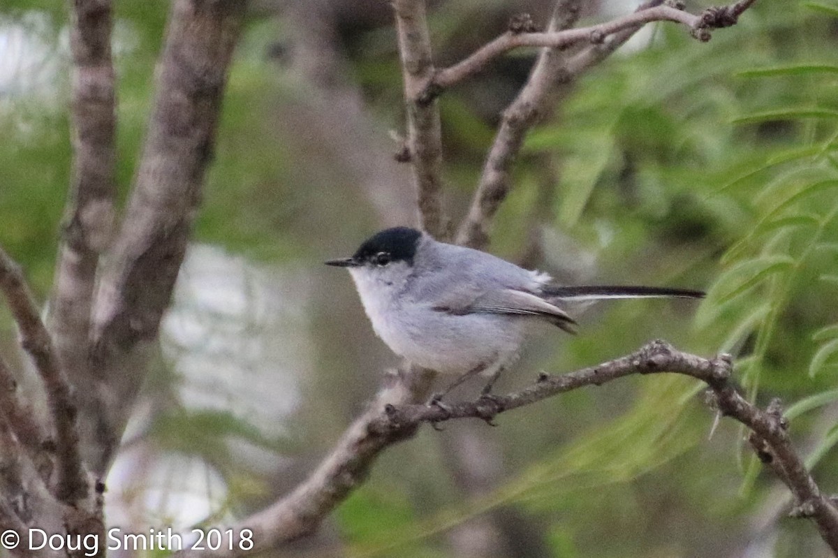 Black-tailed Gnatcatcher - ML97229361