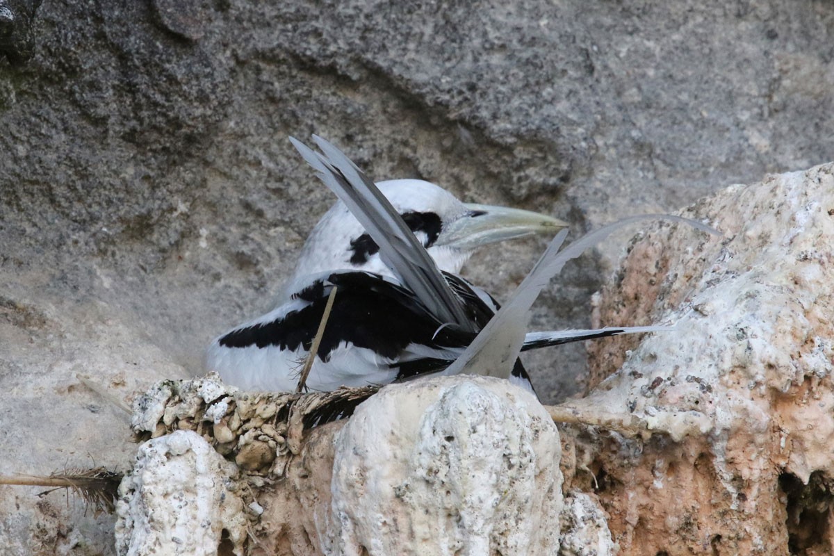 White-tailed Tropicbird - Noah Strycker