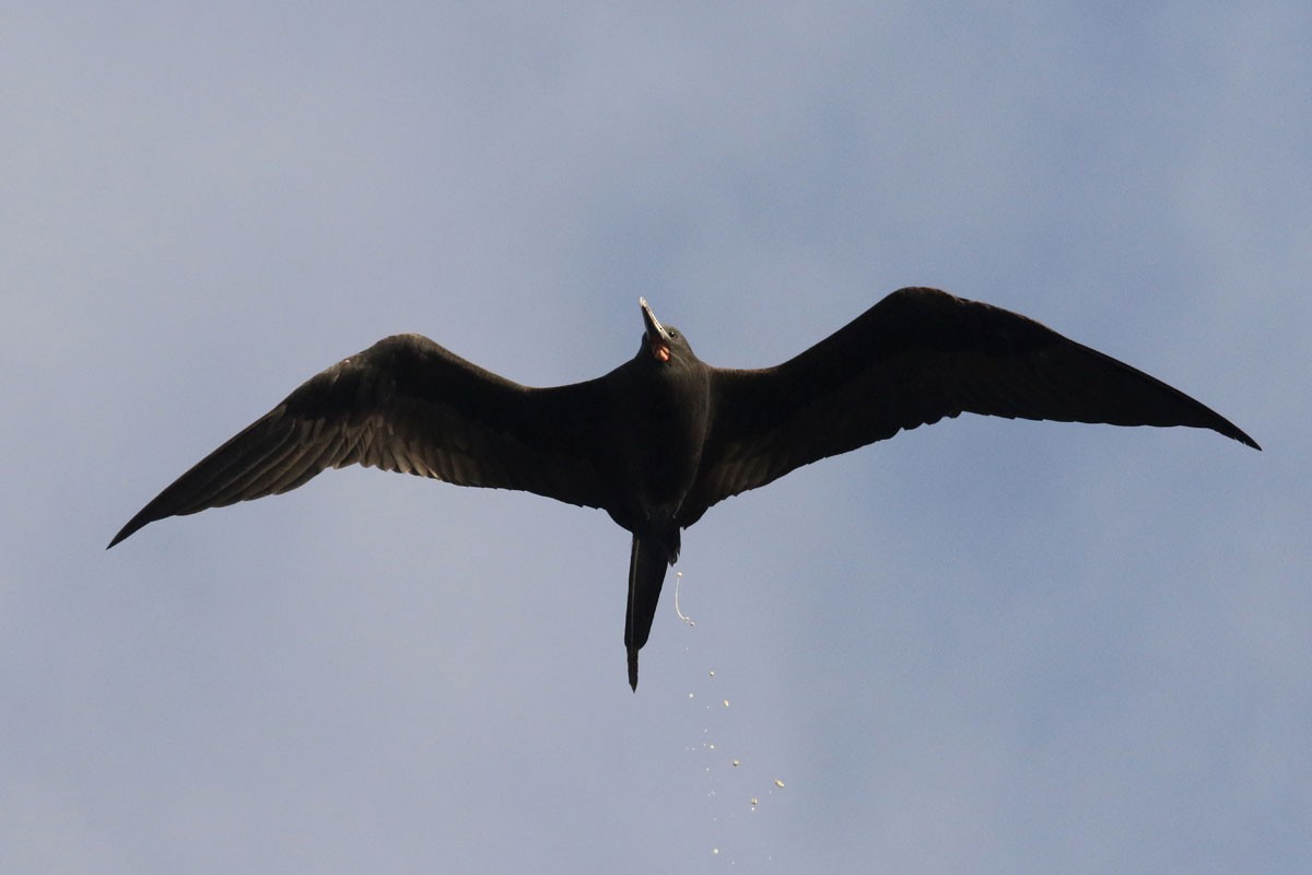 Ascension Frigatebird - Noah Strycker