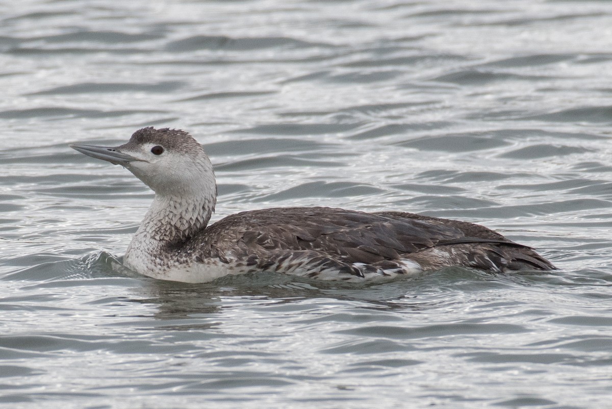 Red-throated Loon - ML97230741