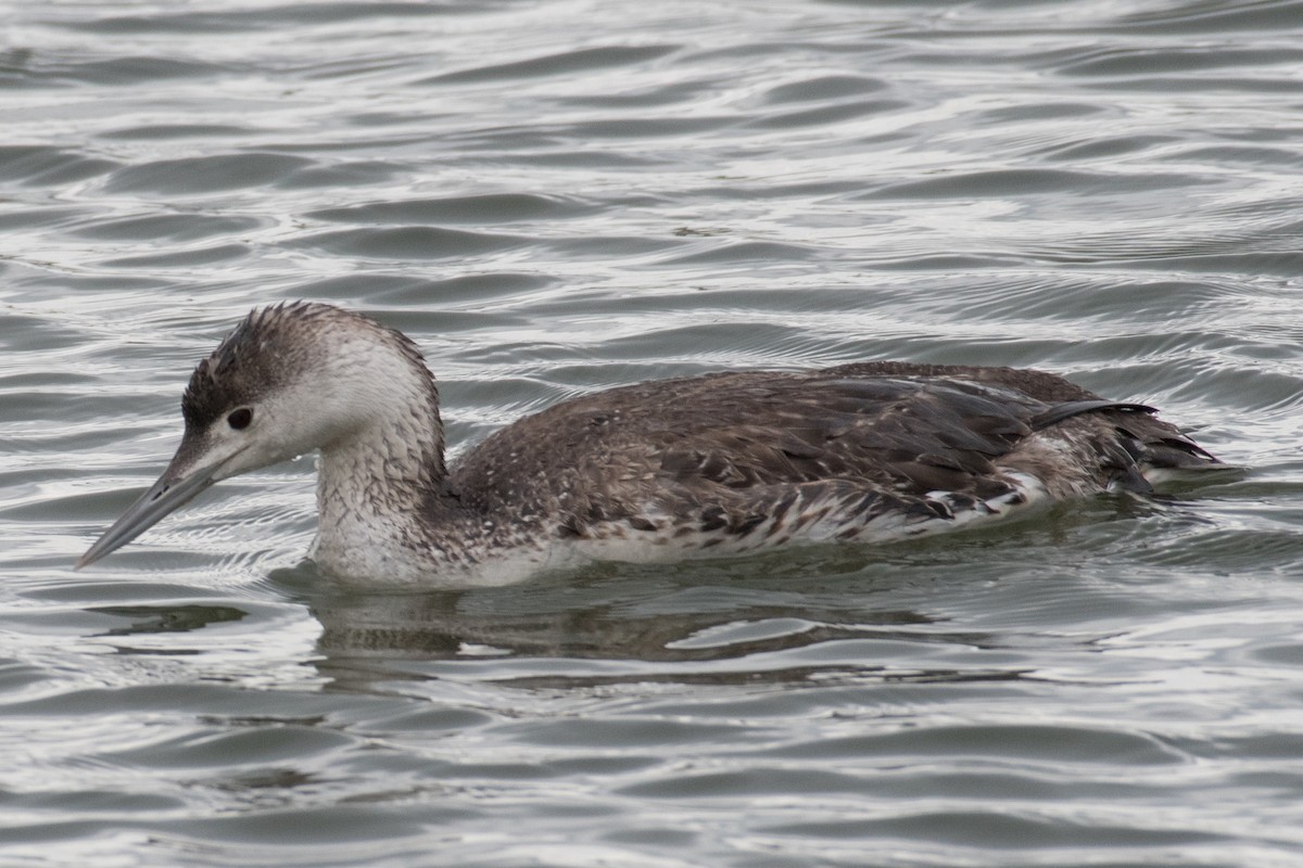Red-throated Loon - ML97230791