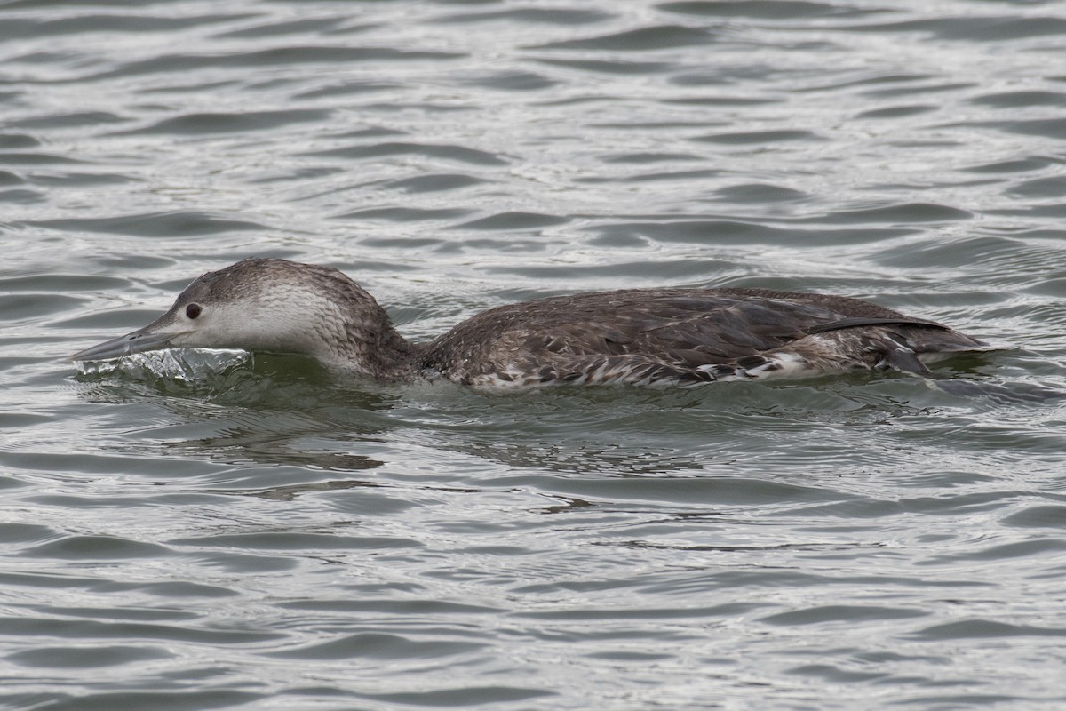 Red-throated Loon - ML97230801