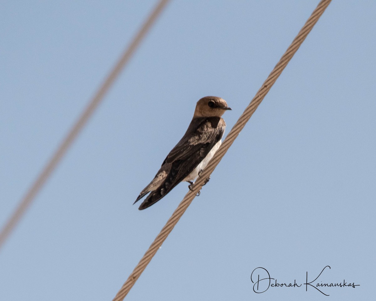 Northern Rough-winged Swallow - ML97231261