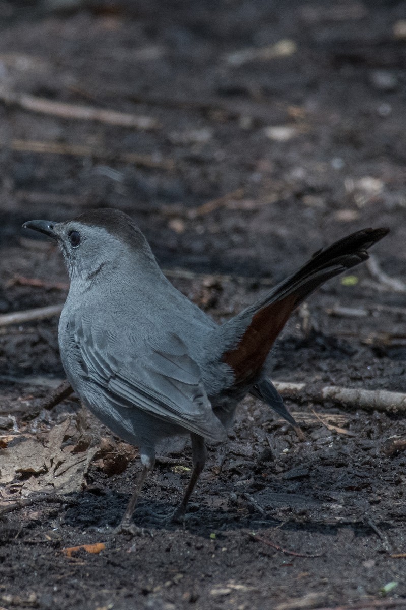 Gray Catbird - James Mott