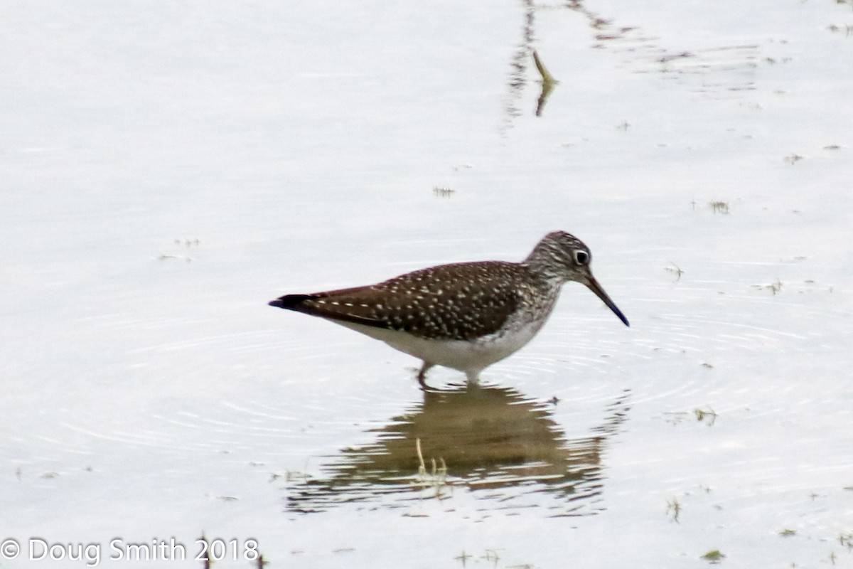 Solitary Sandpiper - ML97232421