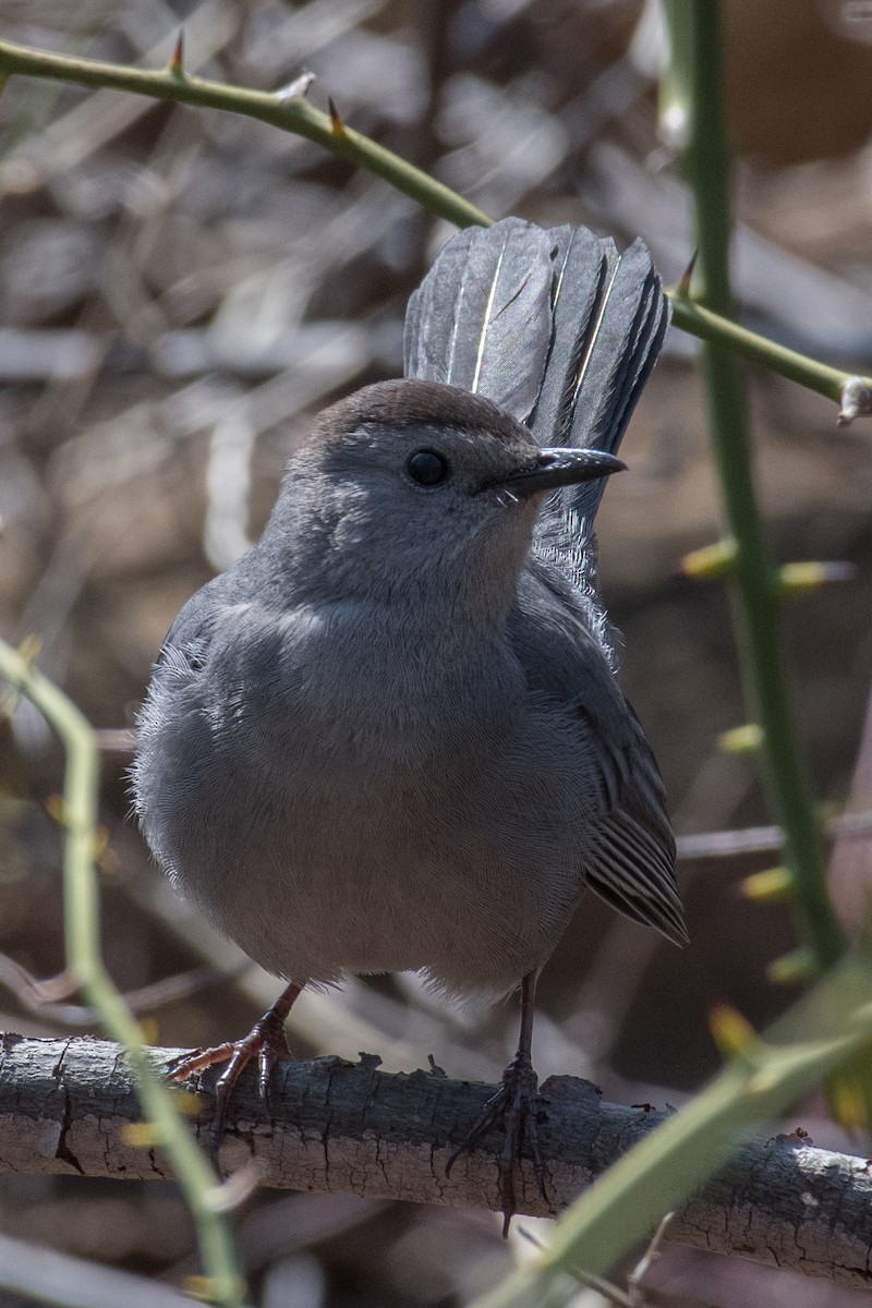 Gray Catbird - James Mott