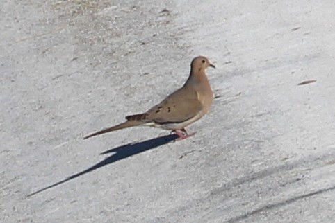 Mourning Dove - ML97234911