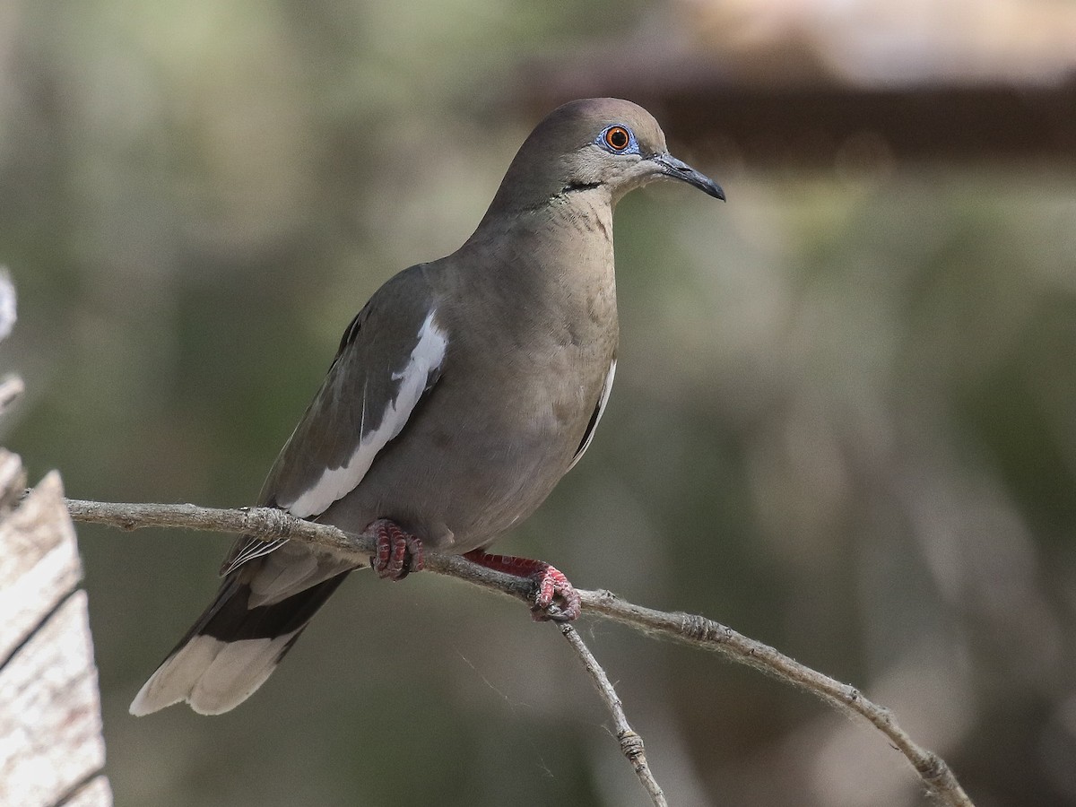 White-winged Dove - Bruce Aird