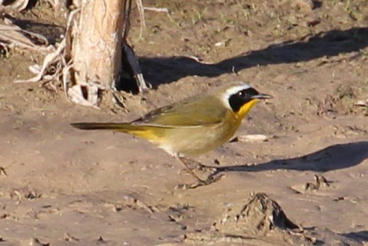 Common Yellowthroat - ML97236711