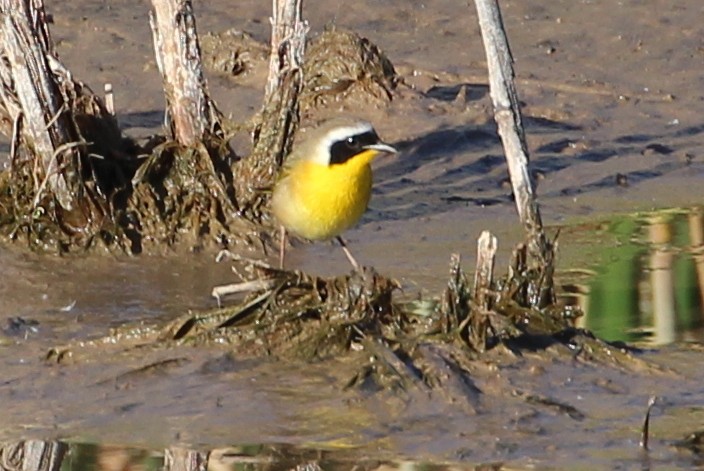 Common Yellowthroat - ML97236781