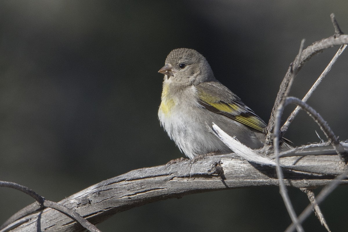Lawrence's Goldfinch - Bradley Hacker 🦜