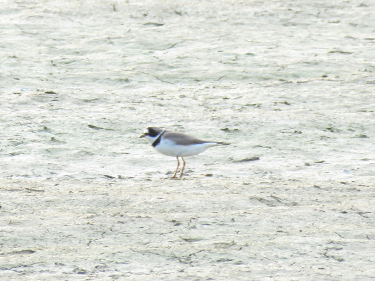 Semipalmated Plover - ML97236911