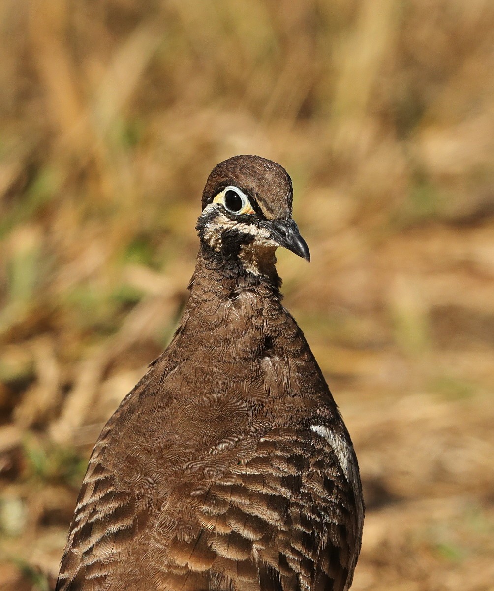 Squatter Pigeon - ML97237851