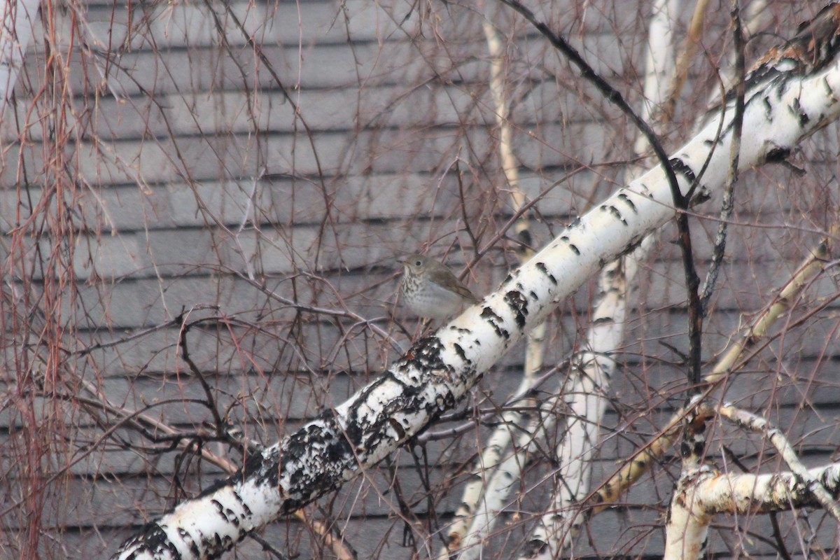 Hermit Thrush - ML97238261