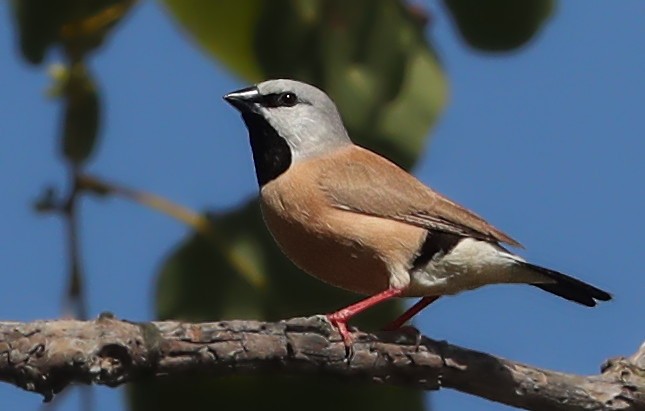 Black-throated Finch - ML97238691