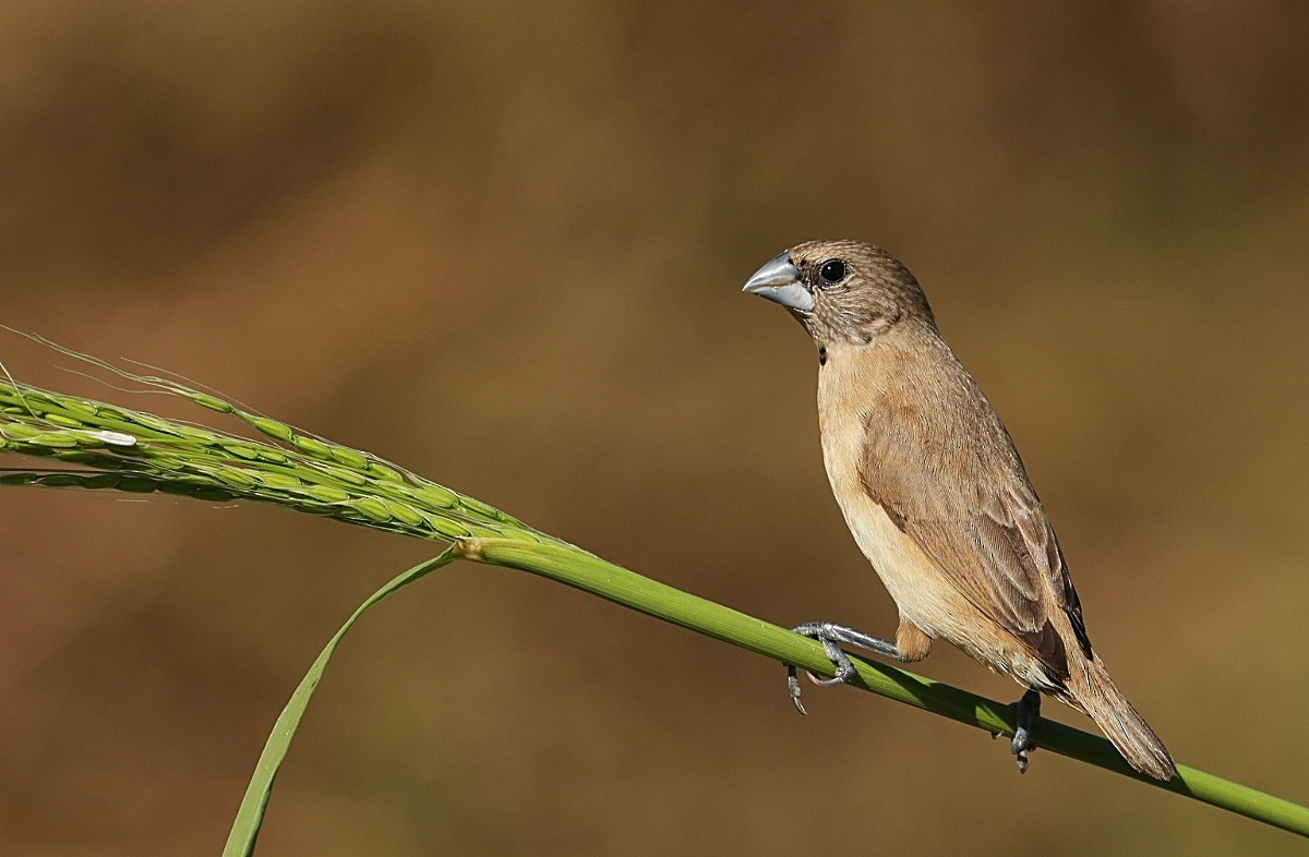 Chestnut-breasted Munia - ML97238841