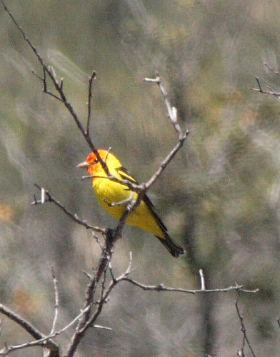 Western Tanager - ML97239121