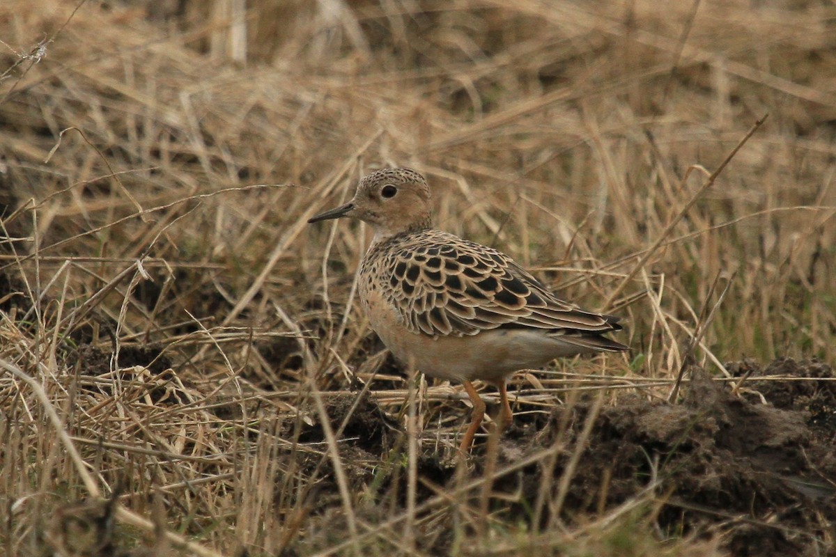 Buff-breasted Sandpiper - ML97239401