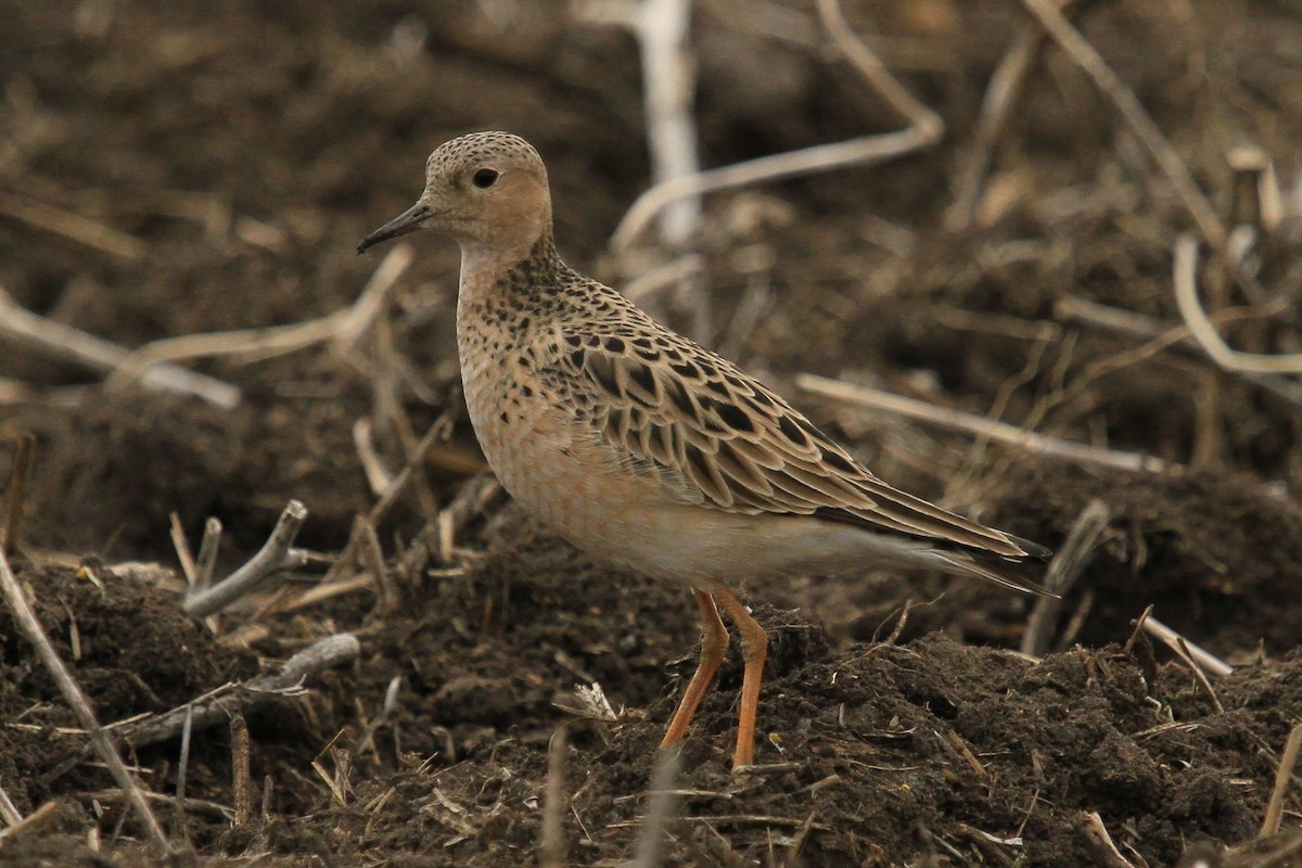 Buff-breasted Sandpiper - ML97239451