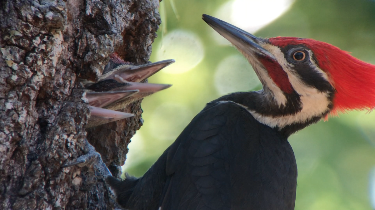 Pileated Woodpecker - ML97239941